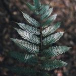 优色视频欧美在线视频 23iz623qzh