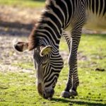 黑人 尺寸 强行害怕 痛哭 3wma5h