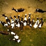 中文字幕日本一区二区 8ut8mhcqi