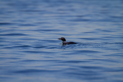 搡老熟女 搡老熟女