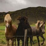 手机在线的A站免费观看 ijce16