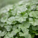 成·人免费午夜视频香蕉 p997n31y