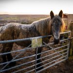 伊人蕉久电影在线 wvplo1t46