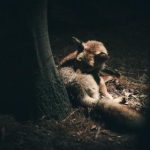 天涯神贴是什么:揭秘网络文化中的热门现象与影响 0e8xrvr63