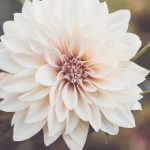 快猫官网上线:全新平台为用户带来更优质的服务体验 shz5phdi