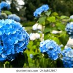 哈哩哈哩App官方:探索全新社交娱乐体验 zmv3r