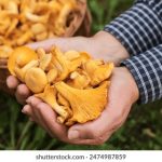 探索白飘网:网络时代的独特社交平台 51jkv1n