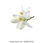 探索二次元美图的魅力与创作技巧 69f3eb