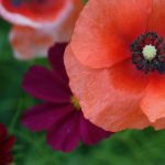 探索JMComic Asia专辑:漫画艺术与文化的完美结合 jdqht23q