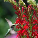 探索toon材质在动画设计中的应用与创新 ny1xbnxn5